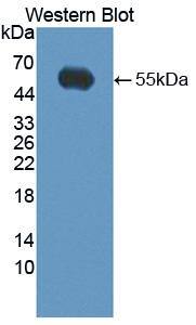 Kallikrein 14 Antibody
