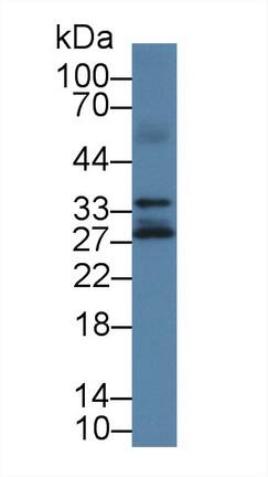 Kallikrein 14 Antibody