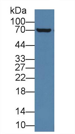 Acyloxyacyl Hydrolase Antibody