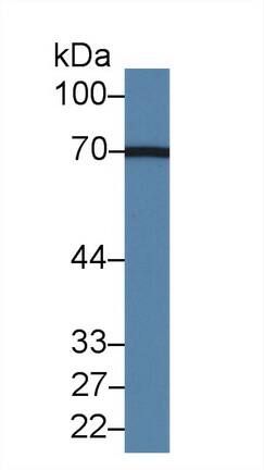 Acyloxyacyl Hydrolase Antibody