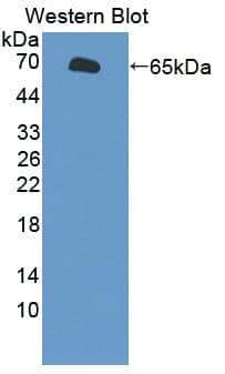 SLC26A8 Antibody