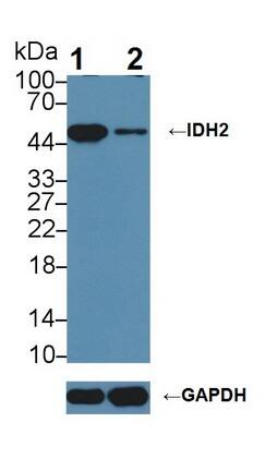 Isocitrate Dehydrogenase 2/IDH2 Antibody