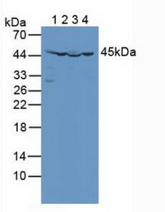 Isocitrate Dehydrogenase 2/IDH2 Antibody