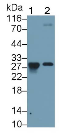 Granzyme K Antibody (C8)