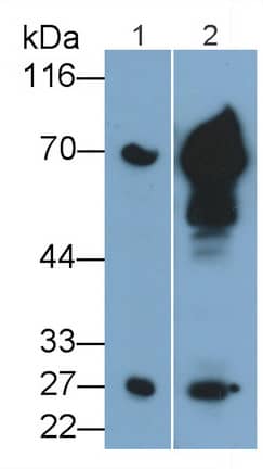 Granzyme K Antibody (C5)