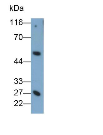 Granzyme K Antibody (C7)