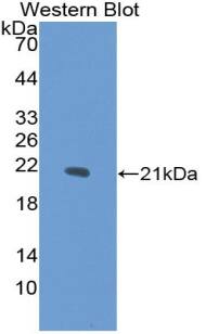 COL15A1 Antibody