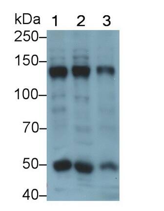Collagen IV alpha5 Antibody