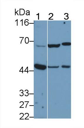 Neuregulin-2 Antibody