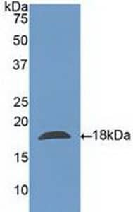 Galectin-10 Antibody