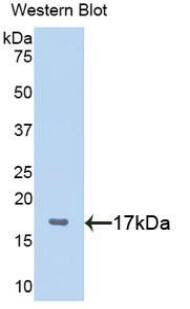 PLAGL1 Antibody