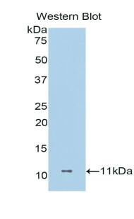 Dermcidin Antibody