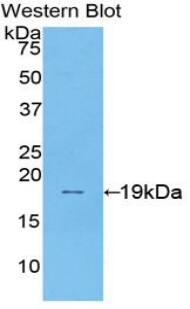 SI Sucrase-Isomaltase Antibody