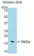 RNASE6 Antibody