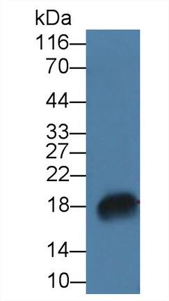 RNASE7 Antibody