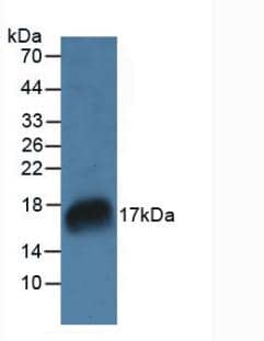 RNASE7 Antibody