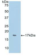 RNASE7 Antibody