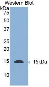 Histatin 1 Antibody