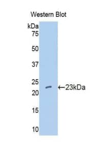 IFN-alpha C/IFN-alpha 10 Antibody