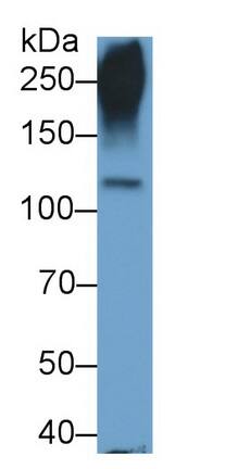 Cadherin-11 Antibody (D3)