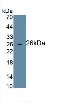 CD72 Antibody (C3)