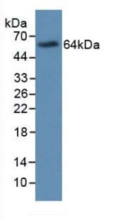 MBP-1 Antibody (C4)