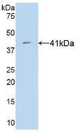 VGF Antibody (9#)