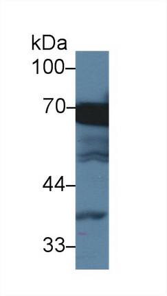 HspA1L Antibody (2-1#)