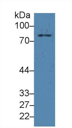 PLA2G4A Antibody (C19)