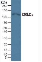TLR5 Antibody (C6)