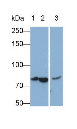 Complement C4b Antibody (D1)