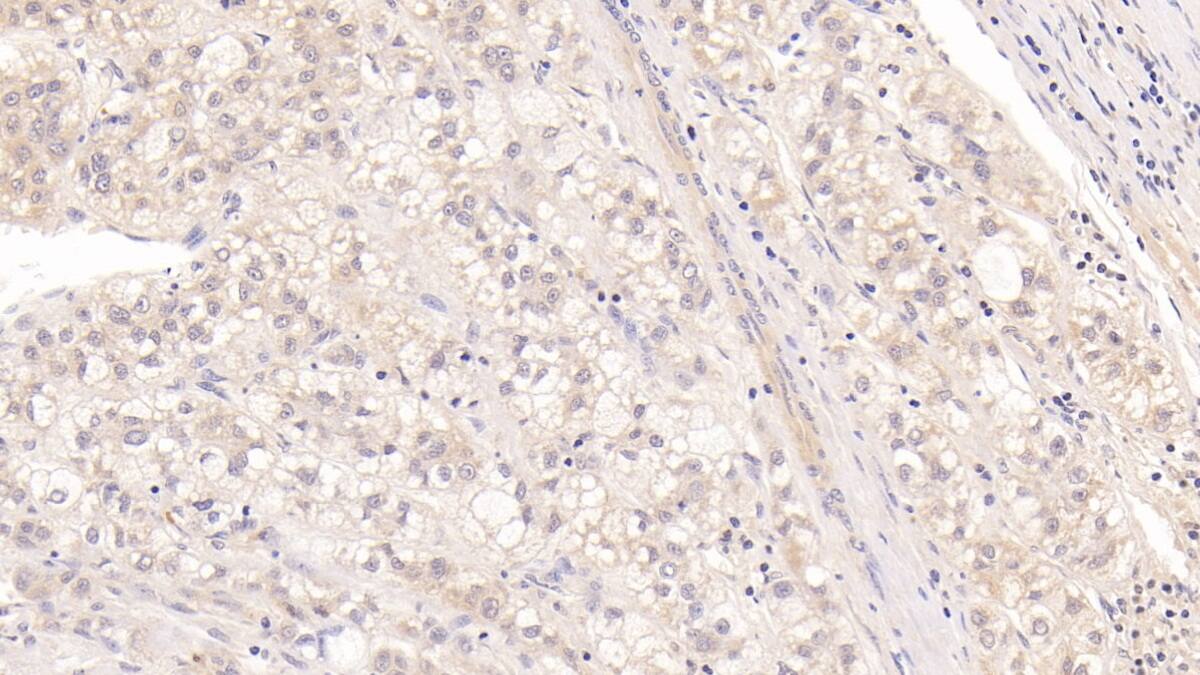 MBP-1 Antibody (C2)