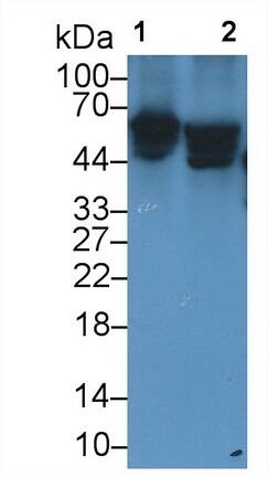 Reduced Folate Carrier/SLC19A1 Antibody (C2)