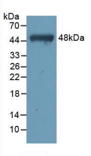 Troponin C (cardiac) Antibody (C5)
