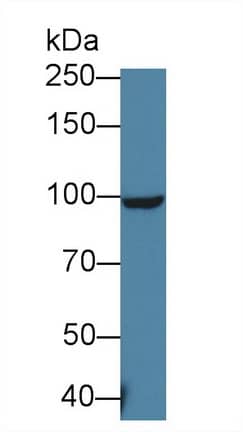 MTTP Antibody