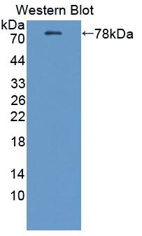 PMCA2 Antibody