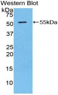 Granzyme D Antibody