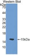 SLC30A5 Antibody