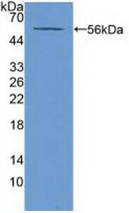 ABCA13 Antibody