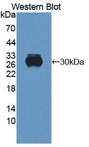 RTBDN Antibody