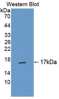 TNP2 Antibody