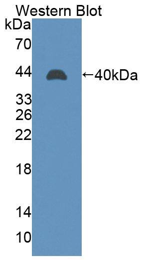 LIM2 Antibody