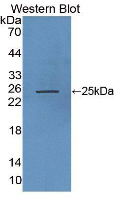 RHAG Antibody