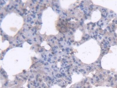 RHAG Antibody