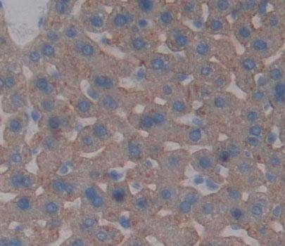 ABCG5 Antibody