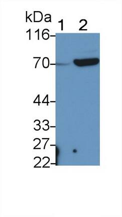 ABCG5 Antibody