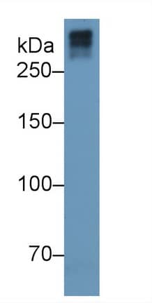 Collagen VII Antibody (C7)