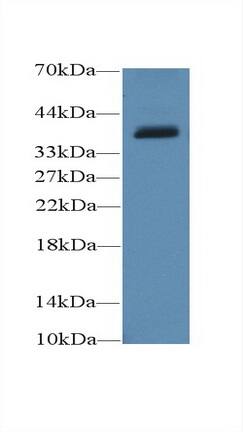 UCP4 Antibody