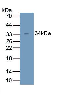 UCP4 Antibody