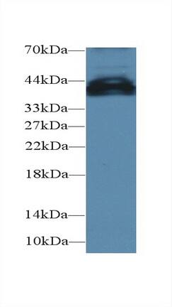 UCP4 Antibody